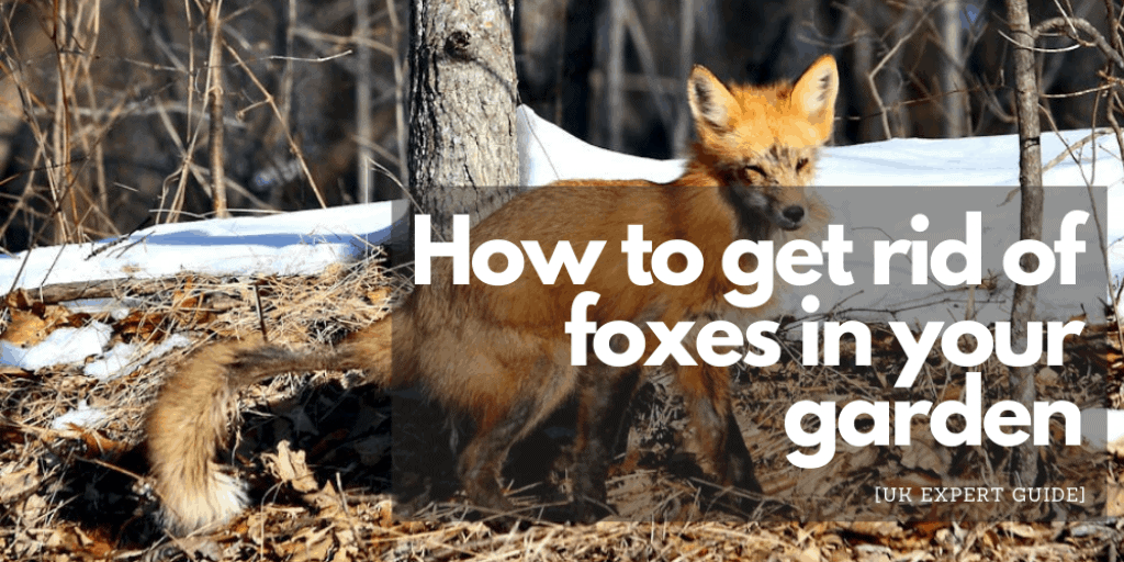 How to get rid of foxes in your garden