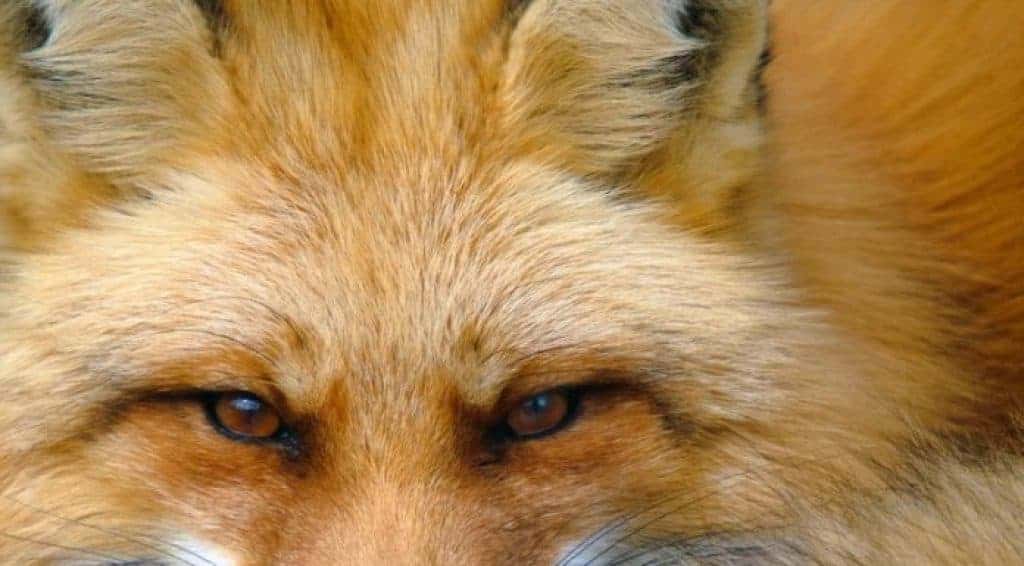 How to get rid of foxes in your garden - UK Expert Guide