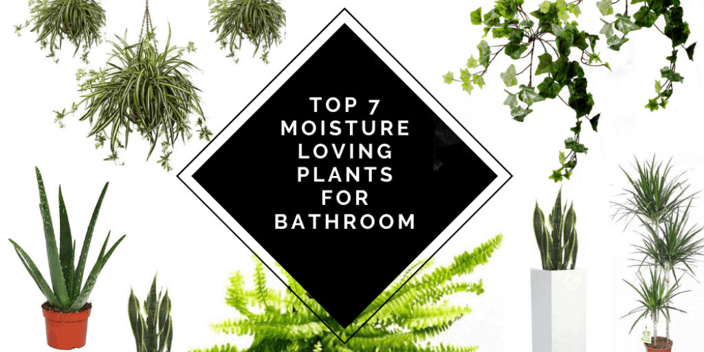 Top 7 Moisture Loving Plants for bathroom