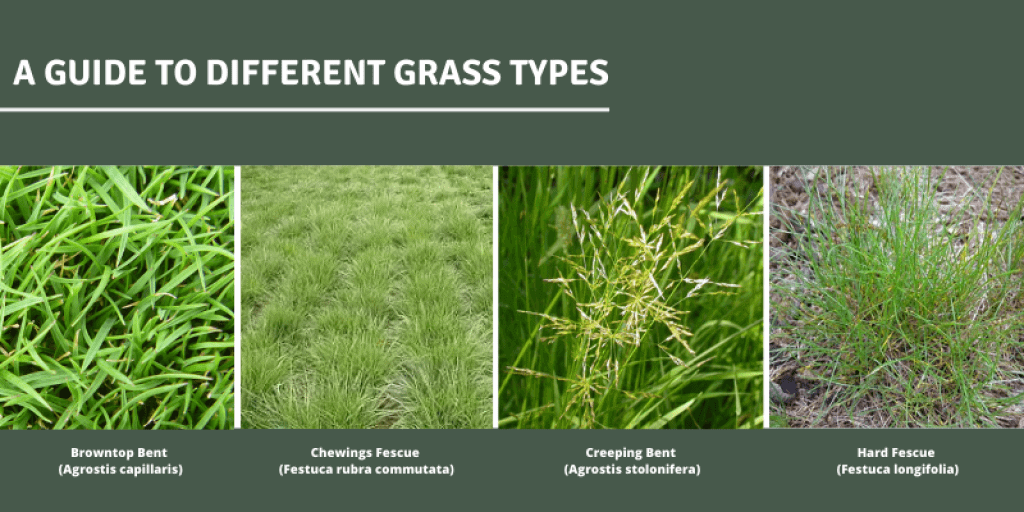 A guide to different grass typesA guide to different grass types