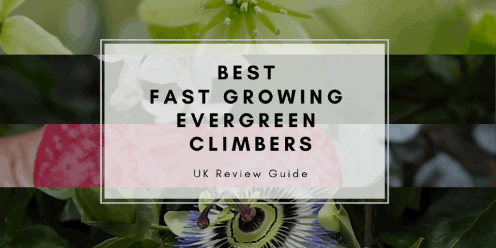 Best Fast Growing Evergreen Climbers