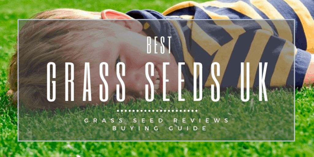 Best Grass Seeds