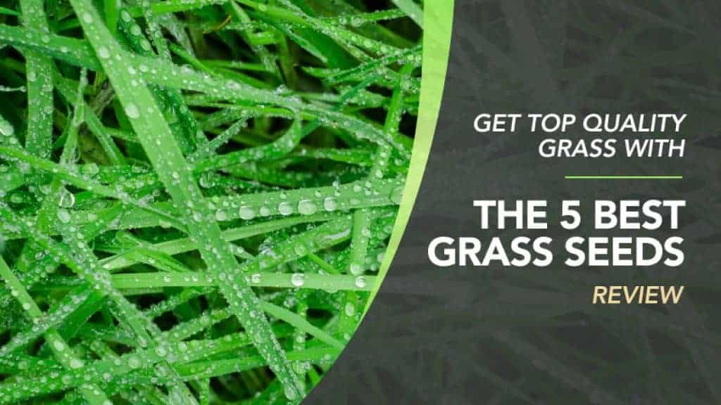 Best Grass Seeds UK – Grass Seed Reviews Buying Guide