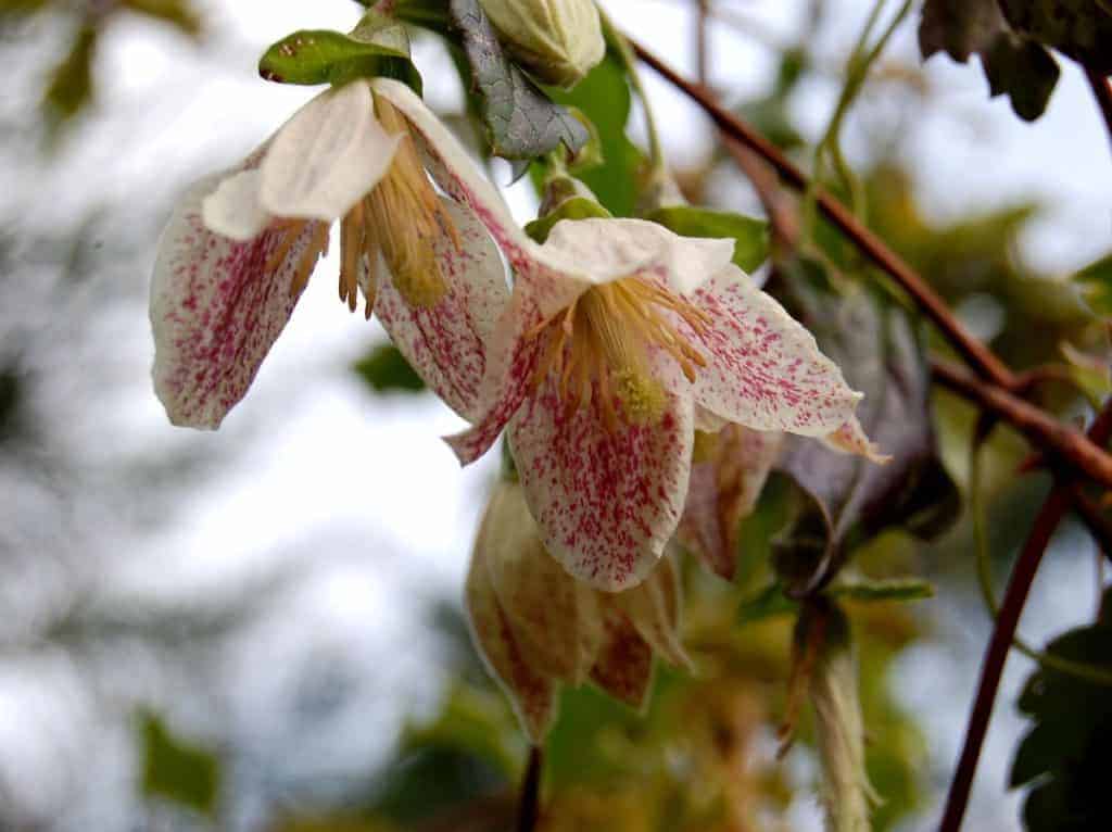 Clematis cirrhosa (Freckles and Jingle bells)