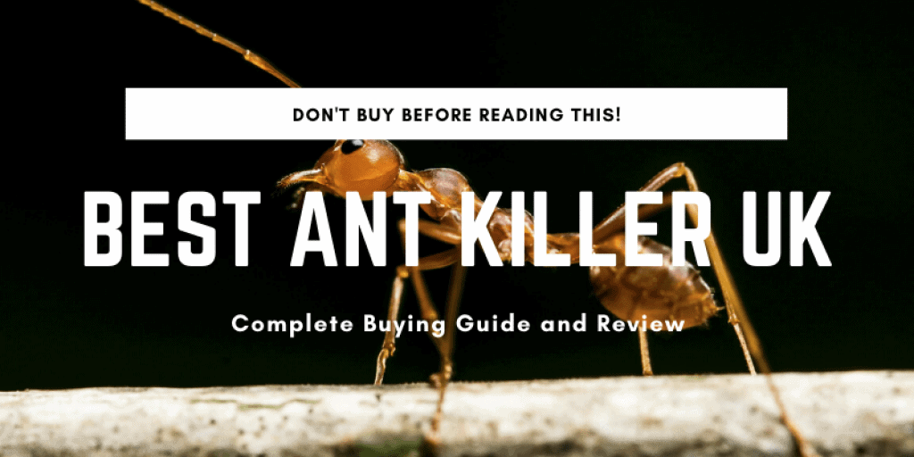 Best Ant Killer UK