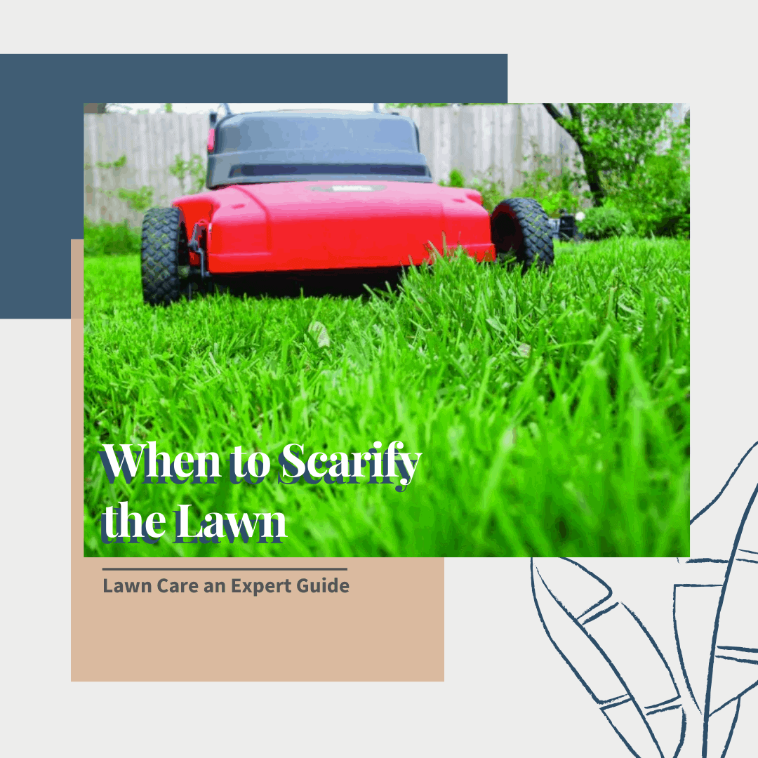 When to Scarify the Lawn